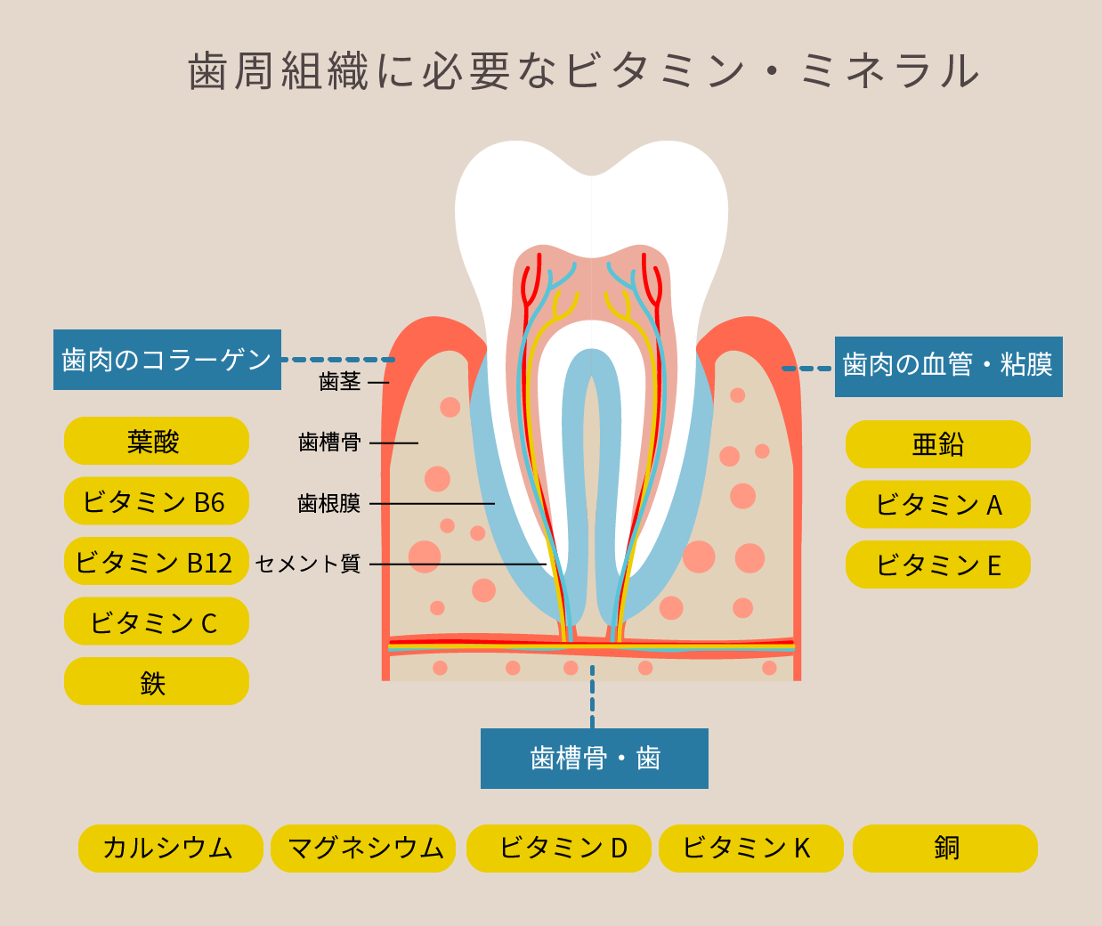 歯周組織に必要なビタミン・ミネラル図解。歯のコラーゲンは葉酸、ビタミンB6、ビタミンB12、ビタミン、C鉄。歯肉の血管・粘膜は亜鉛、ビタミンA、ビタミンE。歯槽骨・歯はカルシウム、マグネシウム、ビタミンD、ビタミンK、銅によって作られている。